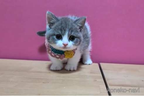 成約済の東京都のマンチカン(短足)-106373の5枚目